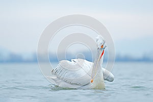 Bird with morning sunrise. Dalmatian pelican, Pelecanus crispus, in Lake Kerkini, Greece. Pelican with open wings. Wildlife scene