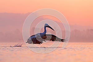 Bird with morning sunrise. Dalmatian pelican, Pelecanus crispus, in Lake Kerkini, Greece. Pelican with open wings. Wildlife scene