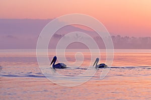 Bird with morning sunrise. Dalmatian pelican, Pelecanus crispus, in Lake Kerkini, Greece. Pelican with open wings. Wildlife scene