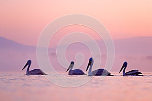 Bird with morning sunrise. Dalmatian pelican, Pelecanus crispus, in Lake Kerkini, Greece. Pelican with open wings. Wildlife scene