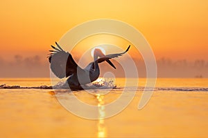 Bird with morning sunrise. Dalmatian pelican, Pelecanus crispus, in Lake Kerkini, Greece. Pelican with open wings. Wildlife scene photo