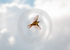 Bird Motacilla feldegg close look in steppe