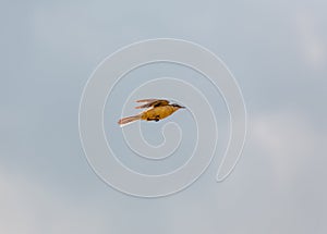 Bird Motacilla feldegg close look in steppe