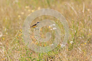 Bird Motacilla feldegg close look in steppe