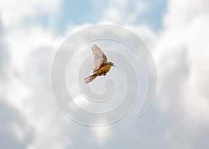 Bird Motacilla feldegg close look in steppe