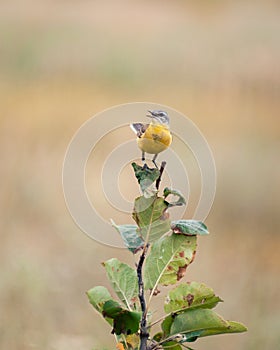 Bird Motacilla feldegg close look in steppe