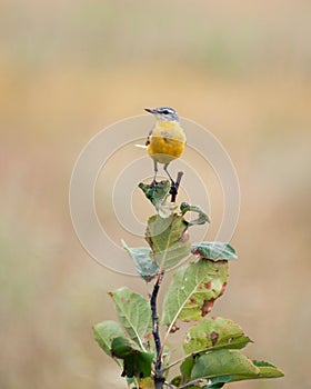 Bird Motacilla feldegg close look in steppe