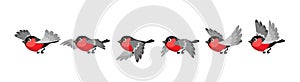 Bird movement animation