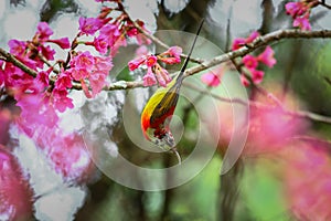 Bird,Mrs. Gould's Sunbird, Sunbird