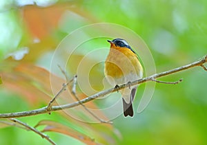 Bird (Mugimaki Fiycatcher) , Thailand