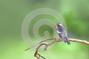 Bird Mugimaki Flycatcher bird (ficedula mugimaki), Perching on branch