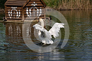 Bird Mute swan Cygnus olor spread its wings, on the background is a mallard duck, Moldova nature and animals