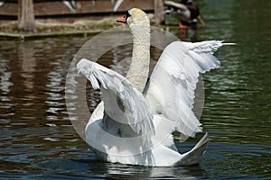 Bird Mute swan Cygnus olor spread its wings, Moldova nature and animals