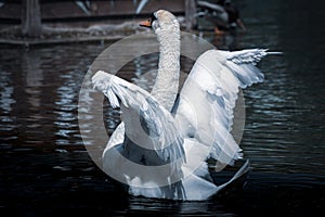 Bird Mute swan Cygnus olor spread its wings, Moldova nature and animals. Artistic photo editing in blue tone