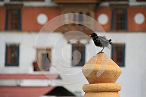 bird (mynah bird ?) in punakha - bhutan photo