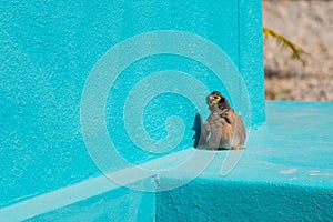 Bird (Mynas or Sturnidae) emotional shock