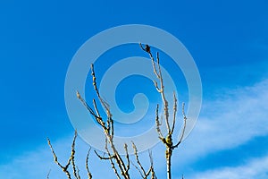 Bird In Naked Tree Branches With Blu Sky and Whispy Clouds