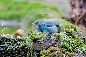 Bird named Verditer Flycatcher in nature