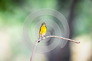 Bird (Narcissus Flycatcher) on tree in nature wild