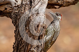 bird national parks of namibia between desert and savannah