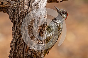 bird national parks of namibia between desert and savannah