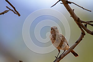 bird national parks of namibia between desert and savannah