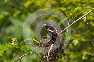 Bird in nature