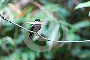 Bird in nature