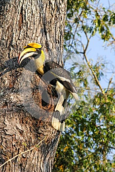 Bird in nature