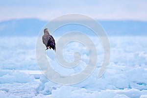 Bird in nature sea habitat, snow with ice. Winter scene with bird of prey. Big bird with snow. Wildlife Japan. White-tailed eagle,