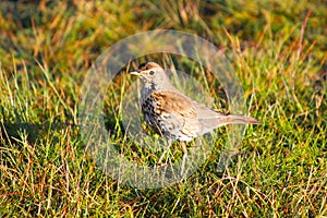 A bird near Lake Tekapo, New Zealand