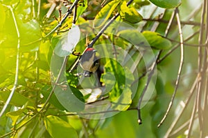 Bird Nectariniidae On Branches Of Bushes, Of Currants