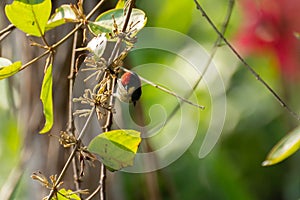 Bird Nectariniidae On Branches Of Bushes, Of Currants