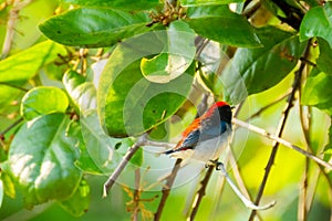 Bird Nectariniidae On Branches Of Bushes, Of Currants