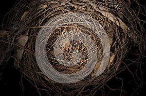 Bird nest