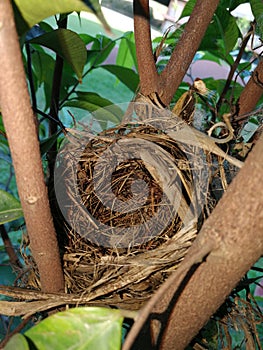 bird nest