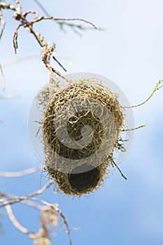 Bird nest