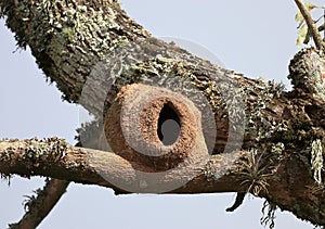 Bird nest