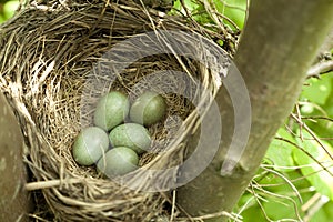 Bird nest