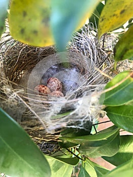 Bird nest with 3 eggs for