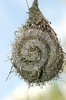 Bird nest