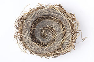 bird nest