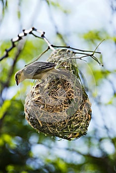 Bird and nest