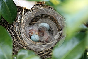 Bird nest