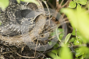 Bird in nest