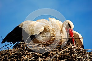 Bird in nest