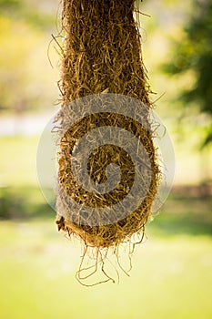 Bird nest at Amazon Jungle River