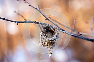 Bird nest attached to a branch with buds in springtime