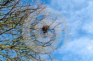 Bird nest on the barren branches of a tree in spring