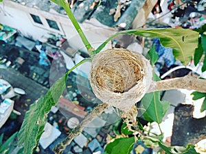 Bird nest